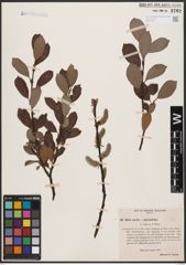 Foto von Salix aurita L. x Salix phylicifolia L.
